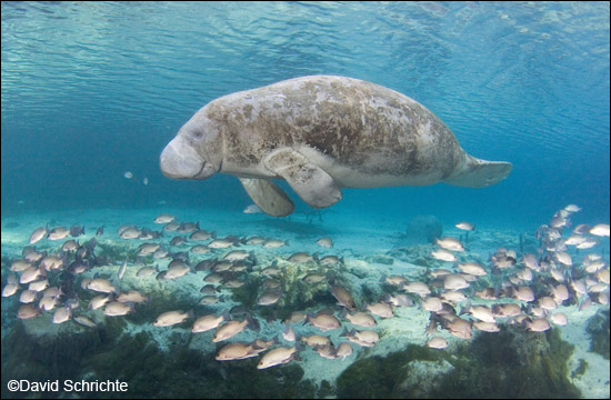 David Schrichte manatee photo