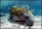 Manatees