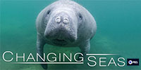 A video still from the Changing Seas documentary
