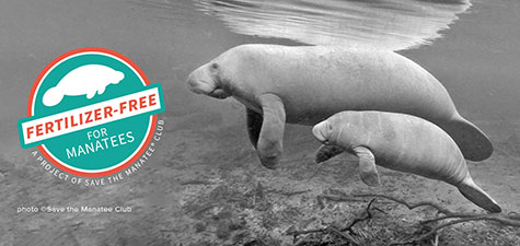 The Fertilizer-Free logo on a black and white photo of a manatee mom and calf
