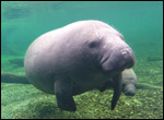Lesley the manatee