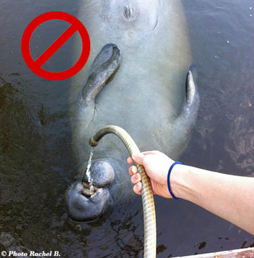 Manatee being given water