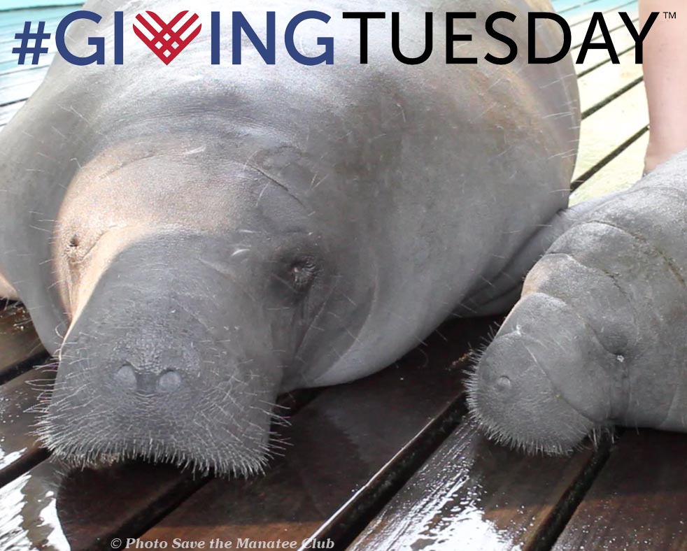 Giving Tuesday_Manatee Rescue