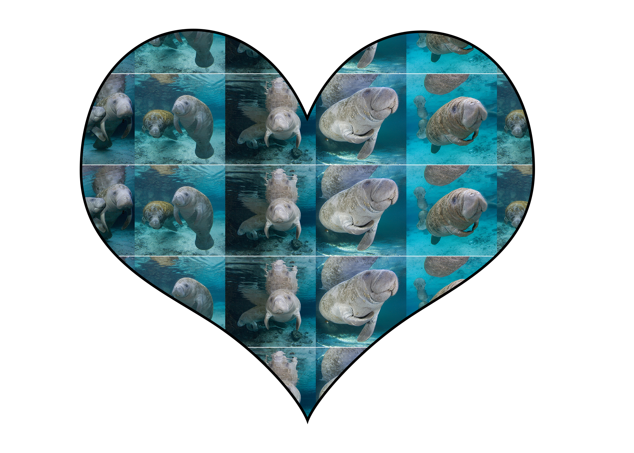 ManateeHeart Collage