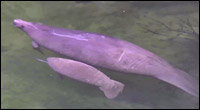 Manatee mother and calf