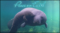 Peace on Earth manatee mom and calf ecard