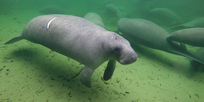 Philip the manatee at Blue Spring State Park in January 2022