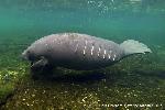 Alice the manatee bears scars from a watercraft collision.