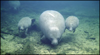 Phyllis the manatee and twin calves