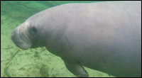 Una the manatee