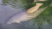 Vali the manatee and her calf