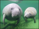 Amber the manatee and her calf
