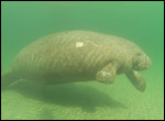 Lucille the manatee