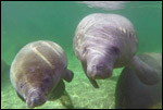 Annie the manatee and her calf