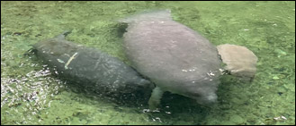 Annie the manatee and her calf.