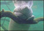 Manatee resting on a tree branch