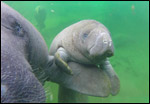 Betsy the manatee