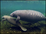 Manatee with watercraft collision scars and calf