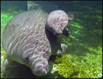 Annie the manatee and her calf, July 2014.