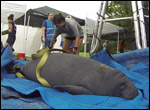 A manatee is weighed prior to being released.