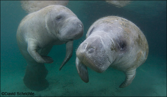 David Schrichte manatee photo