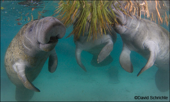 David Schrichte manatee photo