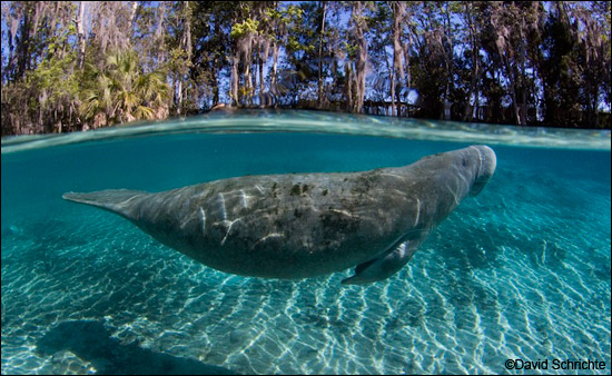 Manatee swimming by David Schrichte