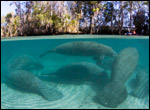 A group of manatees by David Schrichte