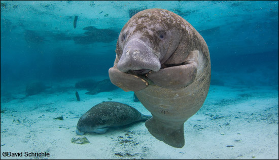 Manatee photo by David Schrichte