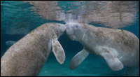 Manatees touching snouts