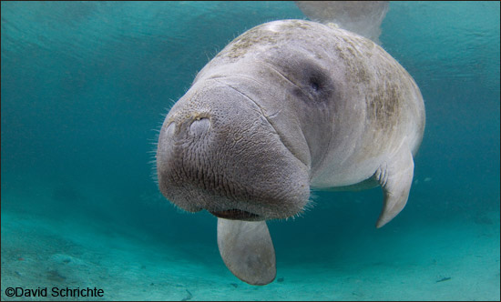 David Schrichte manatee photo