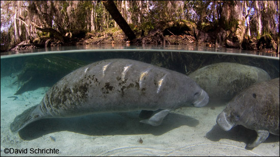 David Schrichte manatee photo