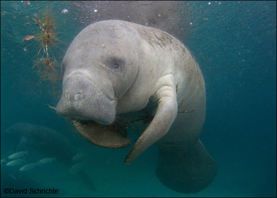 Manatee photo by David Schrichte