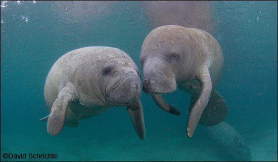 David Schrichte photo of two manatees