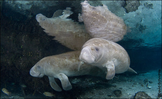 Manatees swimming by David Schrichte