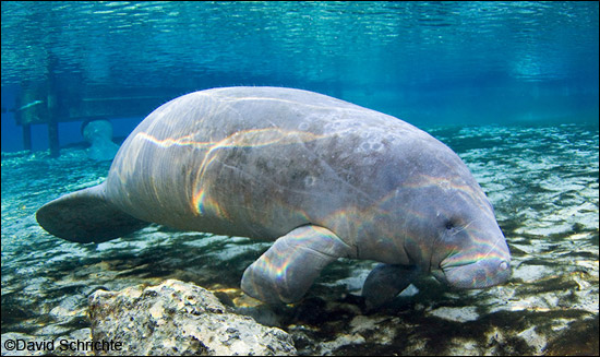 David Schrichte manatee photo