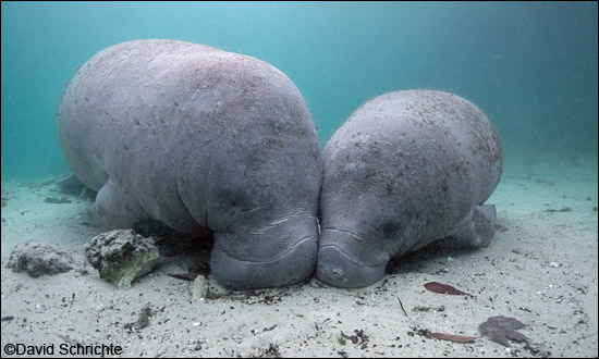 David Schrichte photo of manatee mother and calf