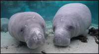 Two manatees resting