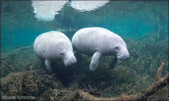 David Schrichte manatee photo