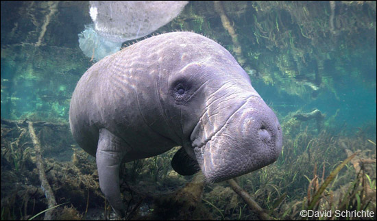 manatee