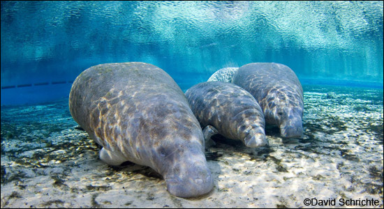 Resting manatees by David Schrichte