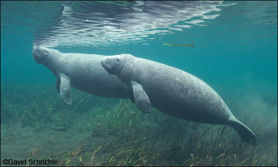 Two manatees surfacing to breathe
