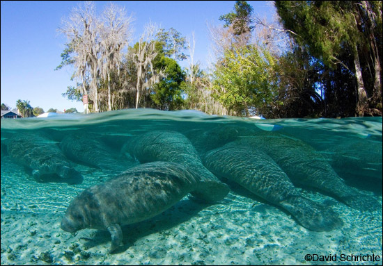 David Schrichte manatee photo