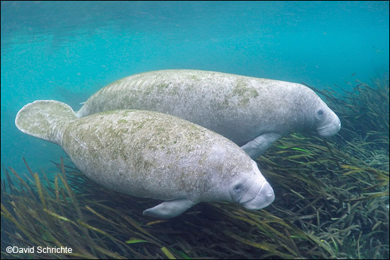 Manatees swimming near seagrass