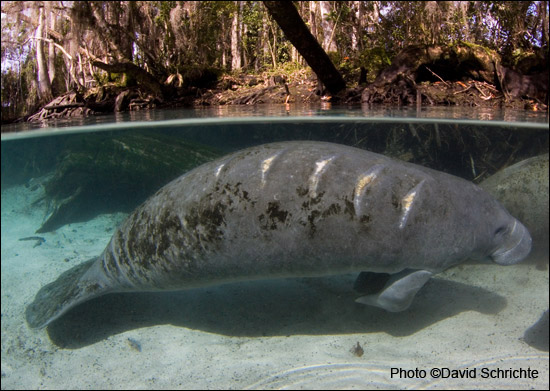 A living manatee bears scars from a boat hit.