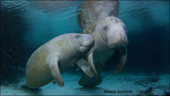 David Schrichte manatee photo