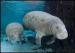 David Schrichte manatee photo