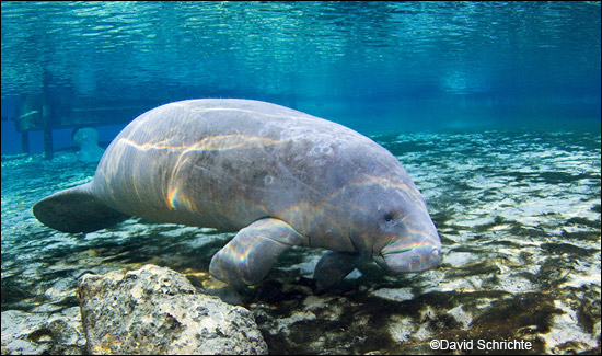 David Schrichte manatee photo