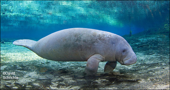 David Schrichte manatee photo