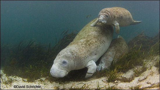 David Schrichte manatee photo